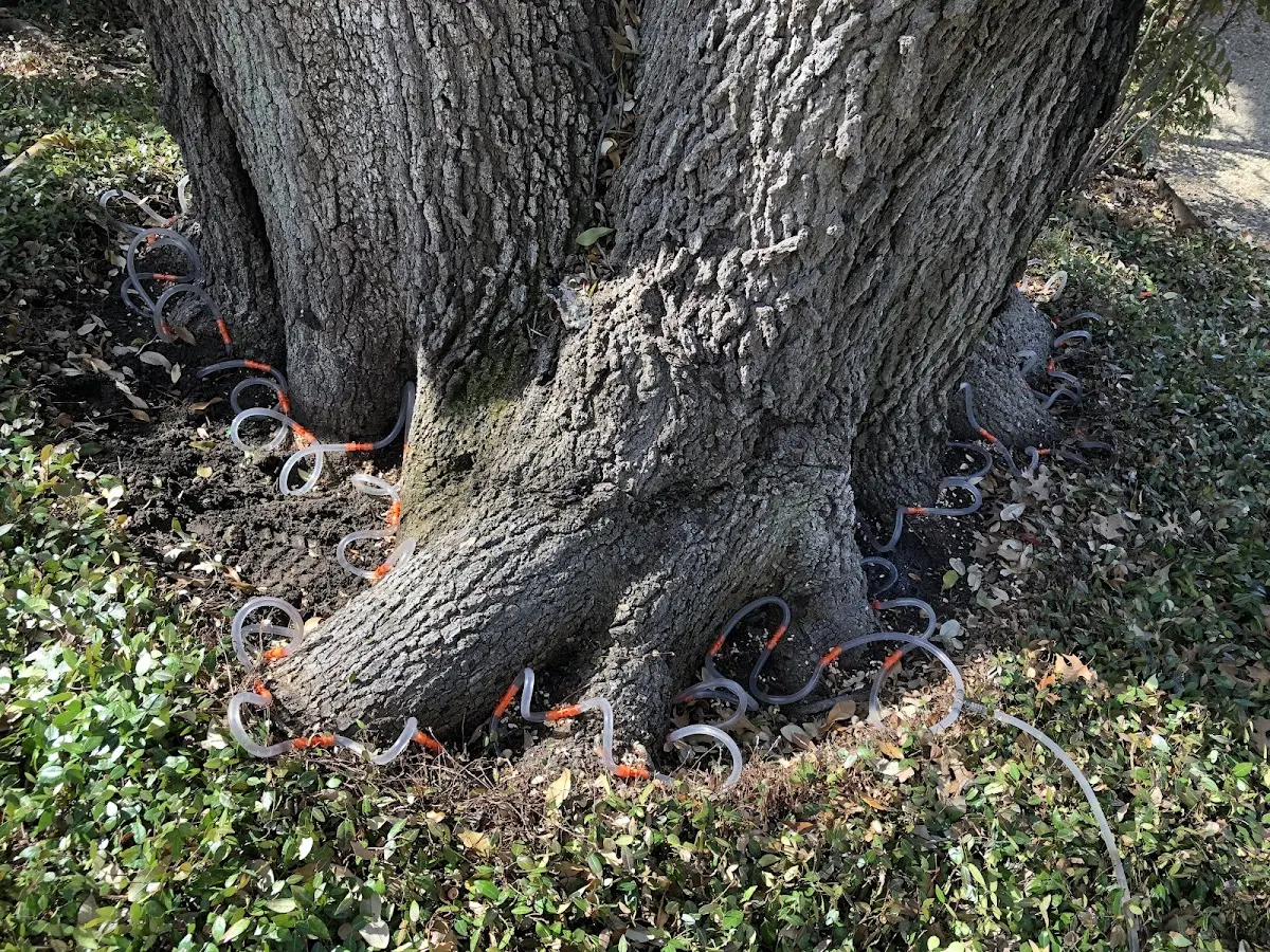 Detailed Tree Cabling and Bracing job site in Pine Grove
