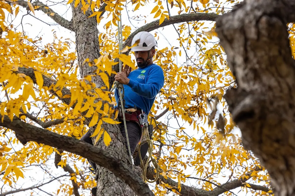 Skilled Tree Trimming crew working in Pine Grove